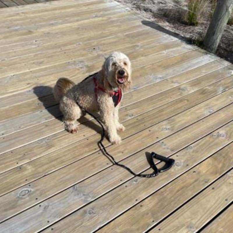 Durable Black Dog Leash for Wakeboarders – Strong and Comfortable for Daily Walks